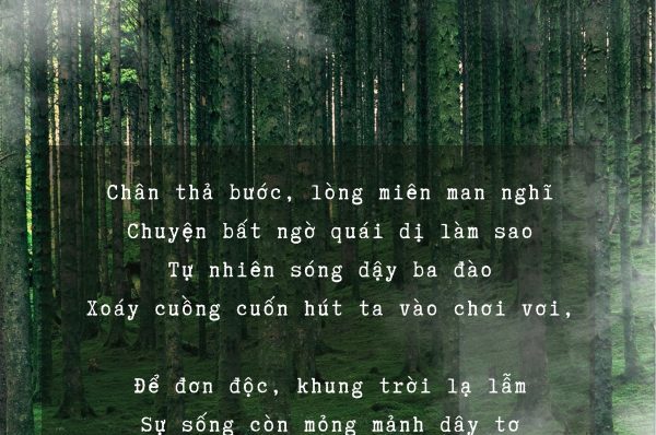 Tiếng Đàn Của Tôi – Nhất Lang Nguyễn Thành Sáng, hình ảnh người thi sĩ lặng lẽ khảy đàn giữa hoàng hôn, trăng nhạt và không gian vắng, gửi những rung động vào cõi mộng.